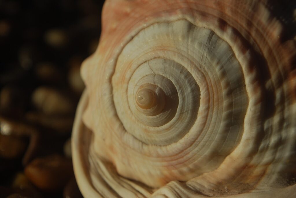 maths, spiral, fractal, mathematics, geometry, science, fibonacci, consciousness, pattern, symmetry, geometric, metaphysical, design, soul, mindfulness, zen, intelligence, brown science, brown math, brown mind, brown soul, maths, fibonacci, fibonacci, fibonacci, fibonacci, fibonacci, consciousness